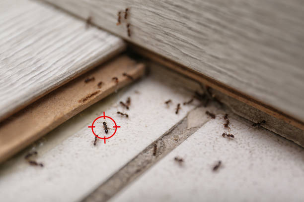 Best Pest Control for Homes  in Oakland, TN