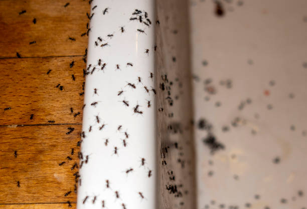 Best Best Pest Control Companies  in Oakland, TN